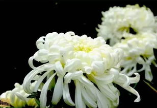 中元长相思——祭花钻